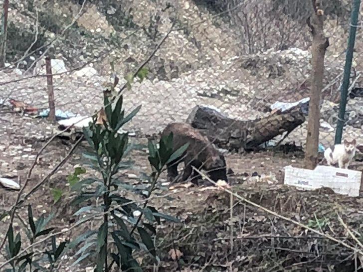 Ölü bedenleri her yeri sardı! 'Son günlerde sık sık rastlıyoruz' G2