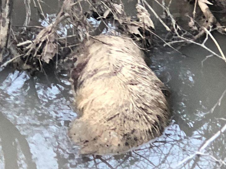 Ölü bedenleri her yeri sardı! 'Son günlerde sık sık rastlıyoruz' G3
