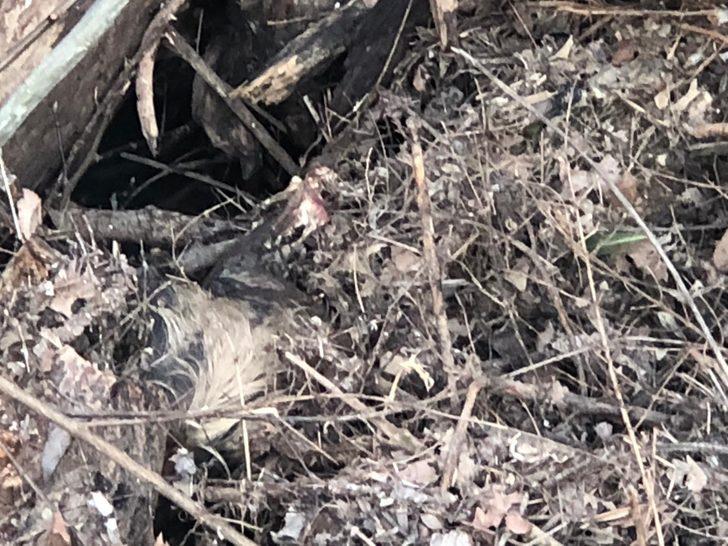 Ölü bedenleri her yeri sardı! 'Son günlerde sık sık rastlıyoruz' G4