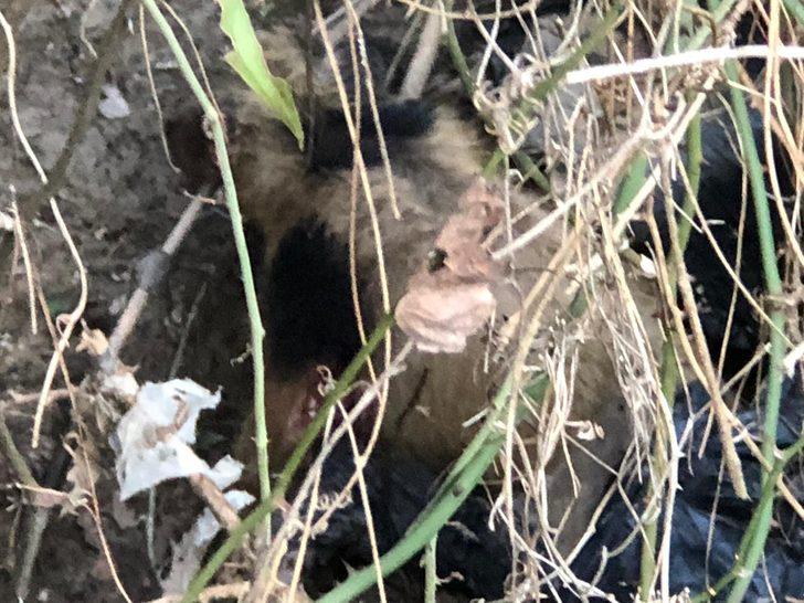 Ölü bedenleri her yeri sardı! 'Son günlerde sık sık rastlıyoruz' G5