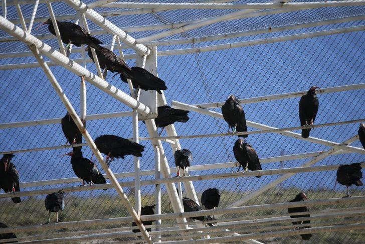 Koruma altındaki kelaynaklar doğaya bırakıldı  G1