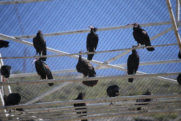 Koruma altındaki kelaynaklar doğaya bırakıldı  G2