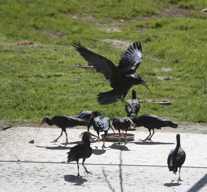 Koruma altındaki kelaynaklar doğaya bırakıldı  G3