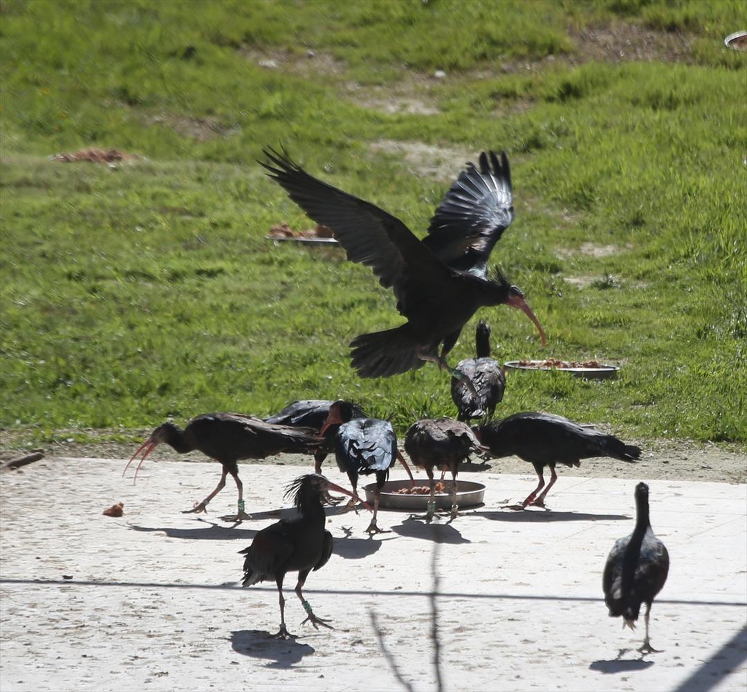 Koruma altındaki kelaynaklar doğaya bırakıldı 
