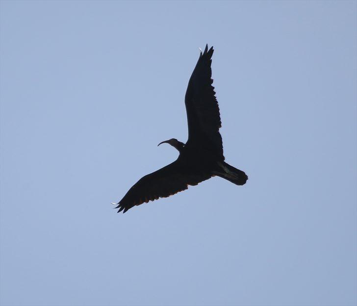 Koruma altındaki kelaynaklar doğaya bırakıldı  G4