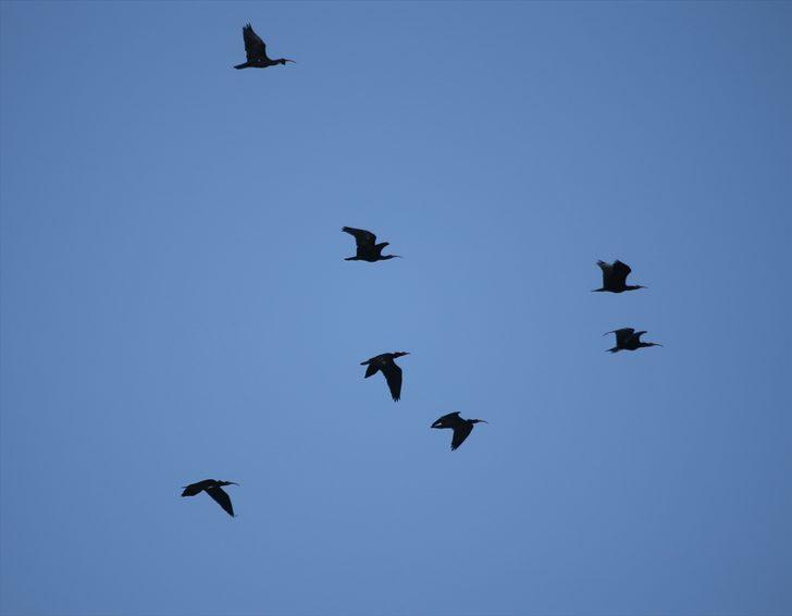 Koruma altındaki kelaynaklar doğaya bırakıldı  G5