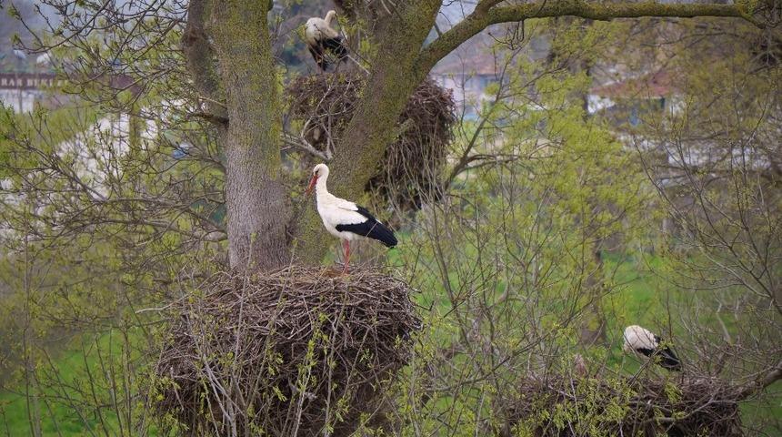Leylekler festivalle karşılanacak