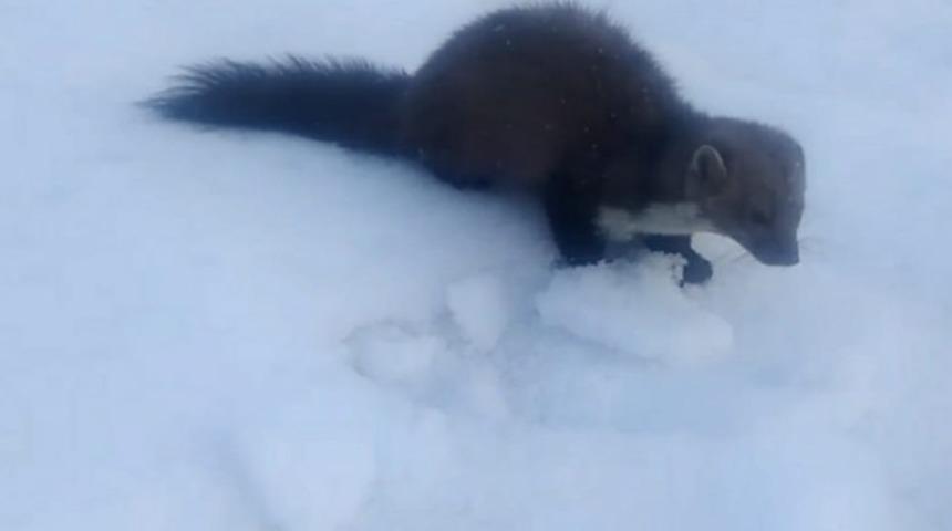 Sansar yolunu şaşırdı