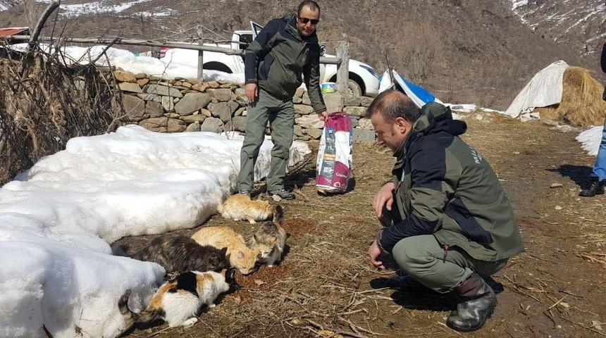 Hakkari’de doğaya yem bırakıldı