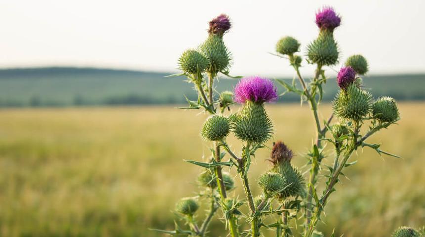 ABD ordusu 'savaş' açtı! Resmi açıklama yapıldı