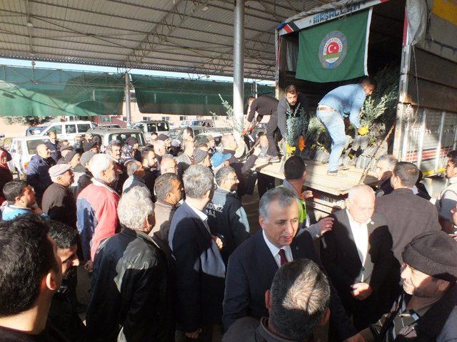 Silifke’de çiftçilere 10 bin zeytin fidanı dağıtıldı