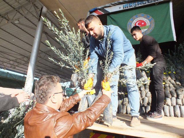 Silifke’de çiftçilere 10 bin zeytin fidanı dağıtıldı