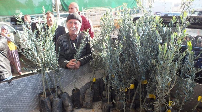 Silifke&rsquo;de &ccedil;ift&ccedil;ilere 10 bin zeytin fidanı dağıtıldı