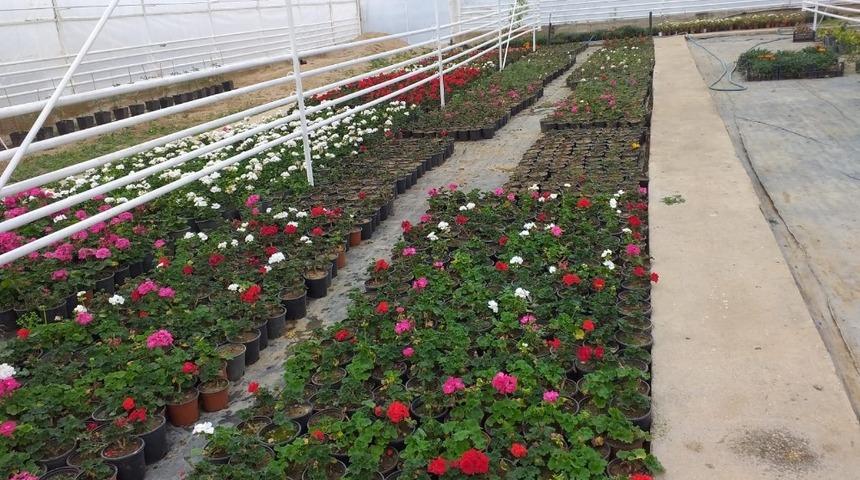 Belediye &ccedil;i&ccedil;ek fidanlarını kendisi yetiştiriyor