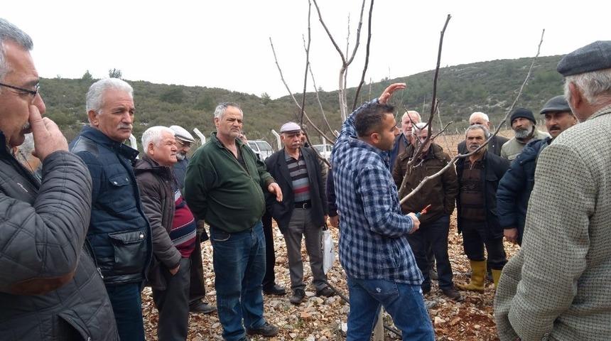 Menteşe’de 45 kursiyer budama kursu eğitimi aldı