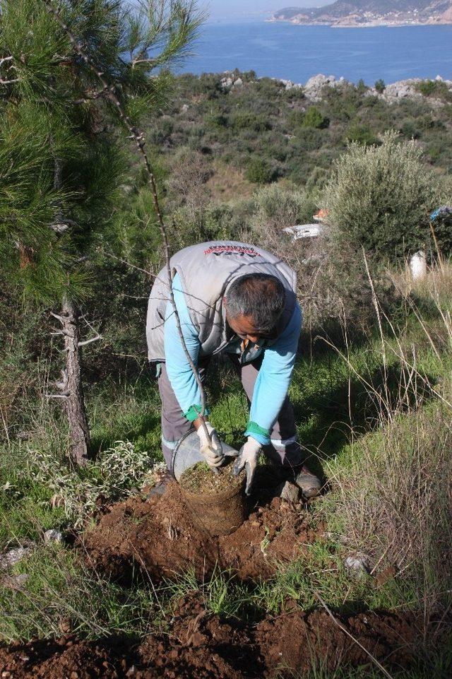 Alanya Kalesi’nde badem fidanı dikimine başladı