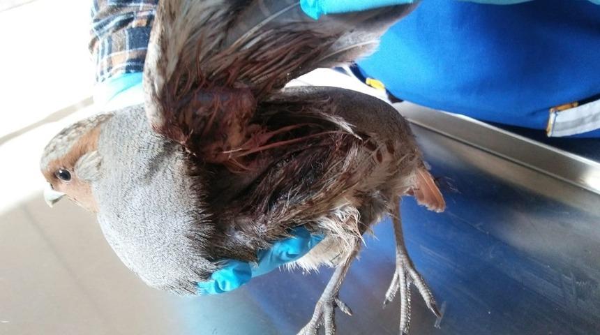 Yaralı keklik tedavi altına alındı