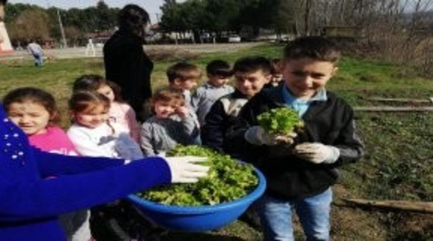 Minikler &uuml;rettikleri sebzeleri topladı
