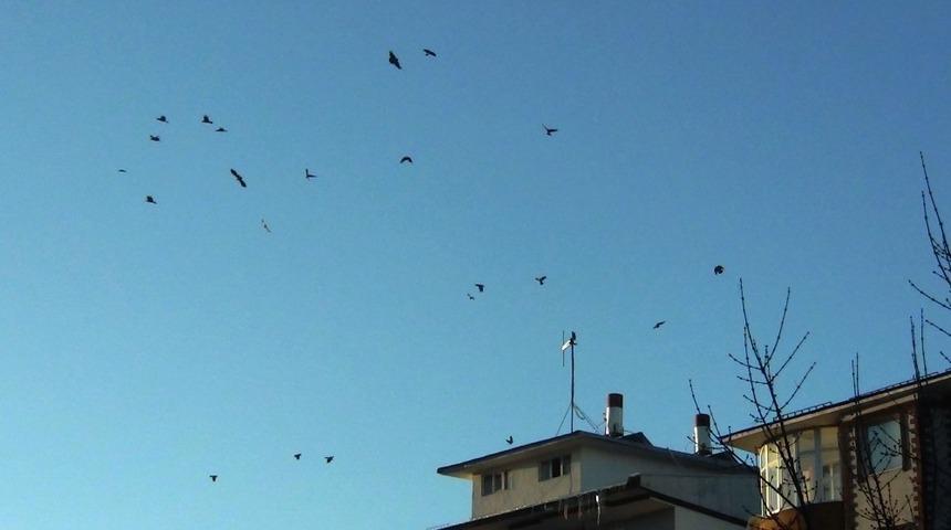 Ayağını sıkıştıran karganın zor anları