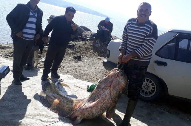 Manisa’da 100 kilogramlık yayın balığı yakalandı
