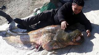 Salihli'de yakalanan dev yayın balığı görenleri şaşırtıyor