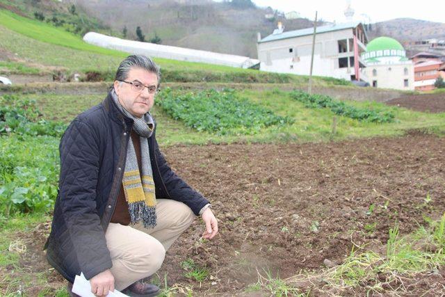 Dünyada patates üretimi yapan ülkelerde “Patates Siğili Hastalığı” görülüyor