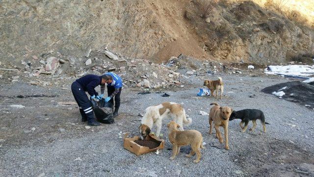 Hakkari Belediyesi ekipleri sokak hayvanlarını kendi elleriyle besliyor