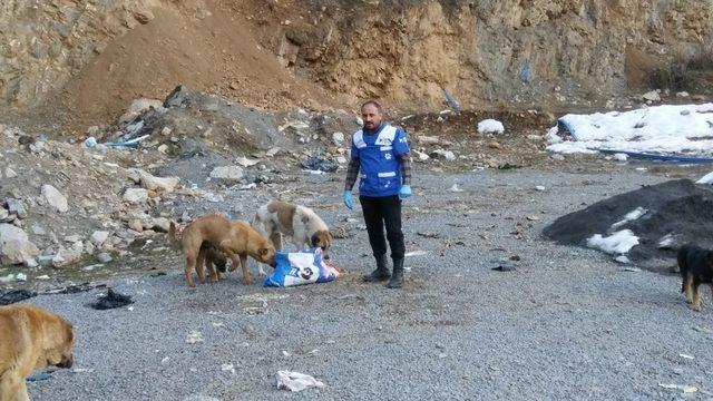 Hakkari Belediyesi ekipleri sokak hayvanlarını kendi elleriyle besliyor