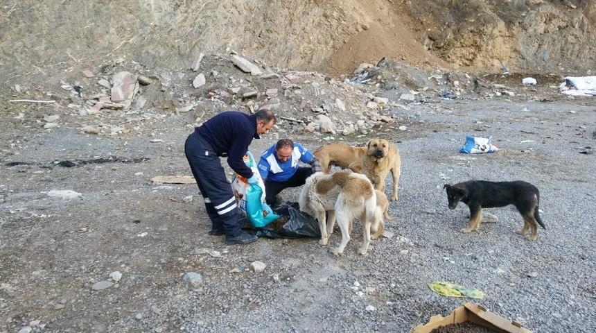 Hakkari Belediyesi ekipleri sokak hayvanlarını kendi elleriyle besliyor
