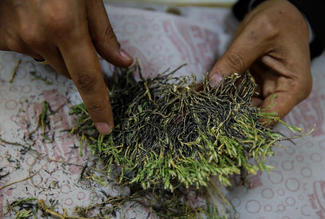 Afyonkarahisar'da endemik bitki keşfedildi! 