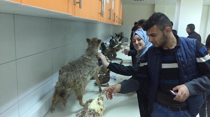 Balyalı &ouml;ğrenciler veterinerlik fak&uuml;ltesini ziyaret etti