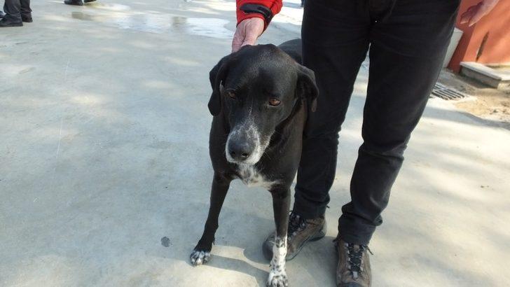 Sevimli köpek törene damgasını vurdu G2