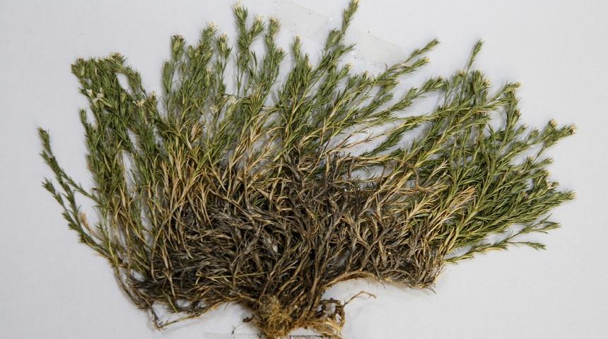 Yeni keşfedilen bitkiye Aziz Sancar'ın adı verildi! İşte nedeni...