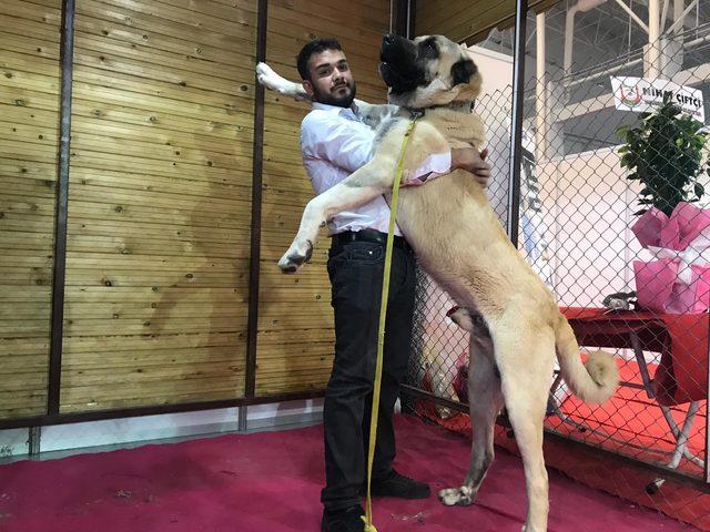 Kangal k&ouml;peklerinin G&uuml;neydoğulu rakibi Kurtboğan, fuarın g&ouml;zdesi oldu 1