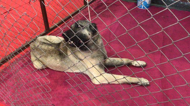 Kangal k&ouml;peklerinin G&uuml;neydoğulu rakibi Kurtboğan, fuarın g&ouml;zdesi oldu 3