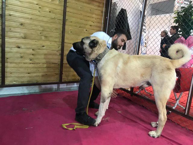 Kangal k&ouml;peklerinin G&uuml;neydoğulu rakibi Kurtboğan, fuarın g&ouml;zdesi oldu 4