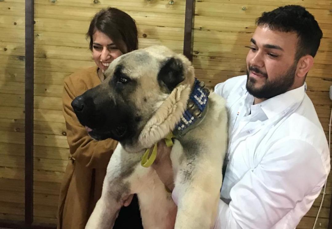 Kangal k&ouml;peklerinin G&uuml;neydoğulu rakibi Kurtboğan, fuarın g&ouml;zdesi oldu