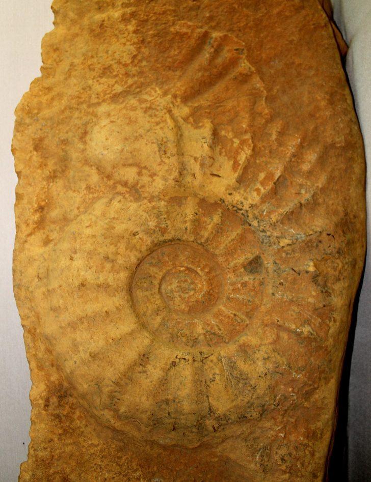 65 milyon yıllık salyangozun boyutları hayrete düşürüyor G3