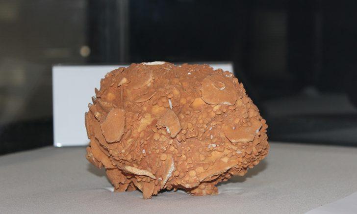 65 milyon yıllık salyangozun boyutları hayrete düşürüyor G1