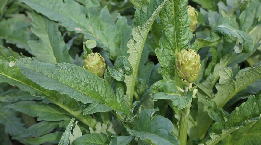 G&ouml;lhisar enginarı T&uuml;rkiye&rsquo;de bir marka olacak