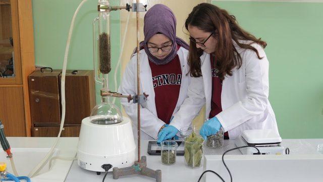 (Özel) Defneyaprağı, adaçayı ve biberiyeden plastik ürettiler