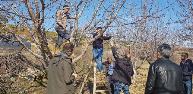 Akhisarlı çiftçilere budama eğitimi verildi