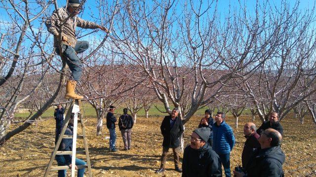 Akhisarlı çiftçilere budama eğitimi verildi