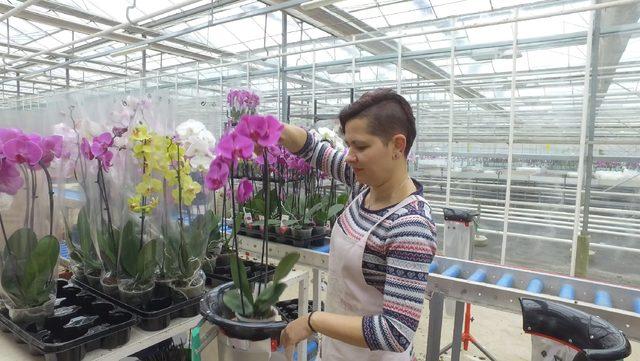 Orkide üretimiyle yıllık 15 milyon euroluk ithalatı durdurdu