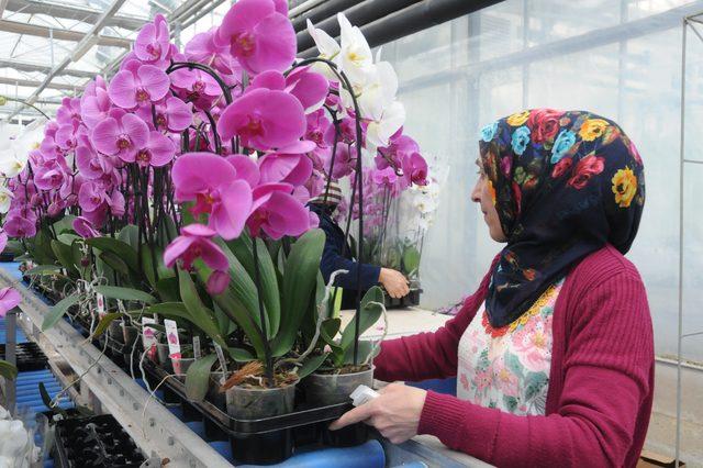 Orkide üretimiyle yıllık 15 milyon euroluk ithalatı durdurdu