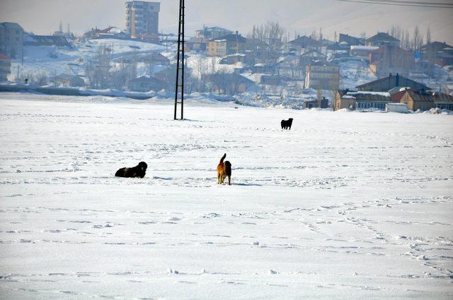 Yüksekova'da sokak ve yaban hayvanları unutulmadı