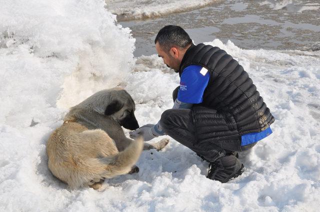 Yüksekova'da sokak ve yaban hayvanları unutulmadı