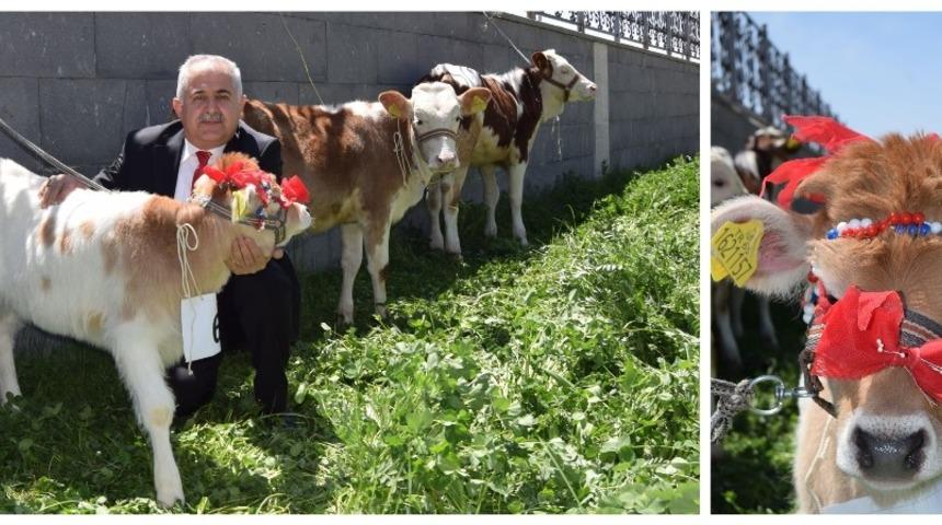 Buzağı destek &ouml;demeleri başlıyor