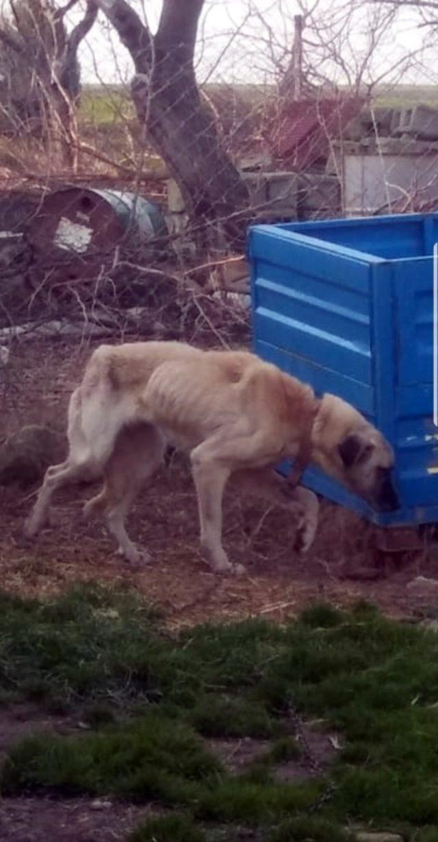 (ÖZEL) Silivri’de haftalarca aç bırakılan köpek ölmek üzereyken bulundu