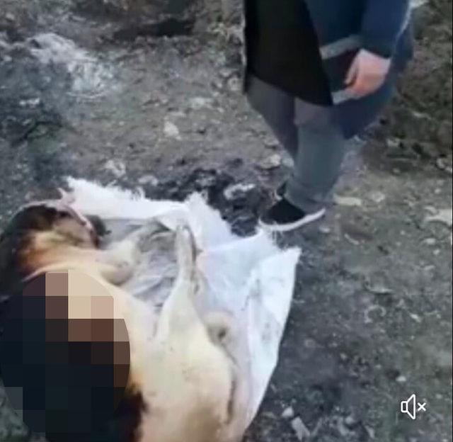 Köpeği yakıp, çuvala koymuşlar